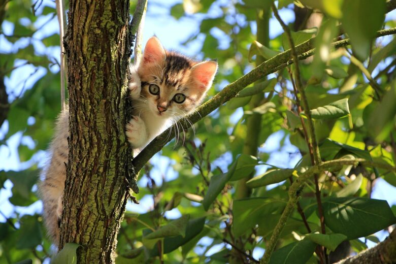 Gatto