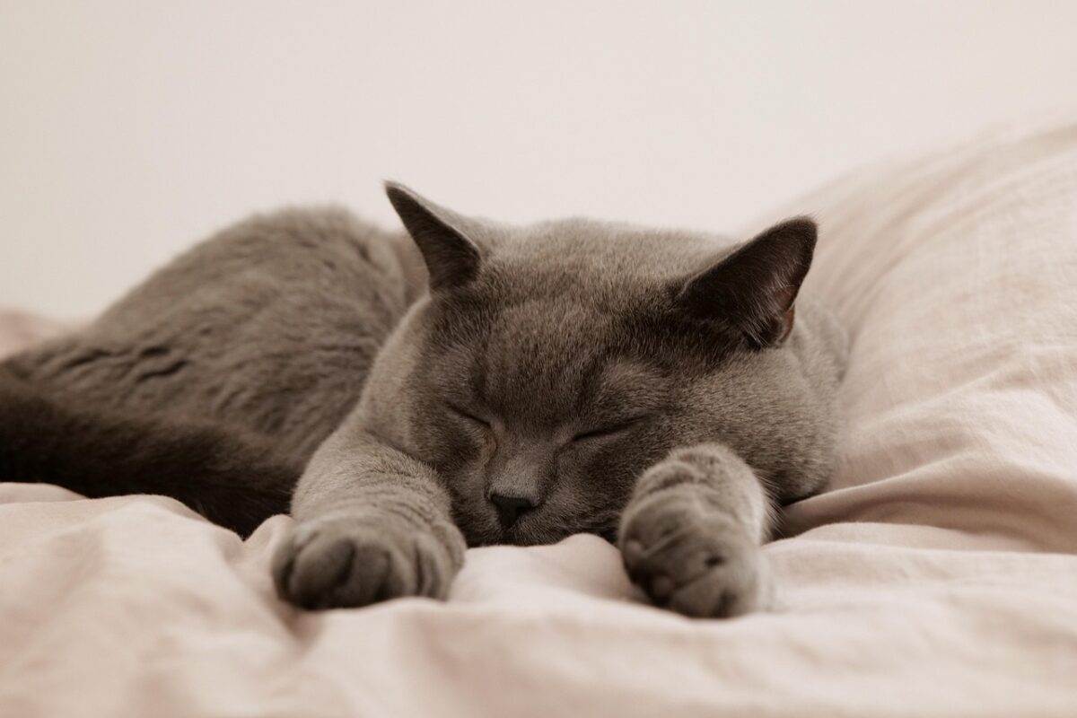 Gatto, Disney