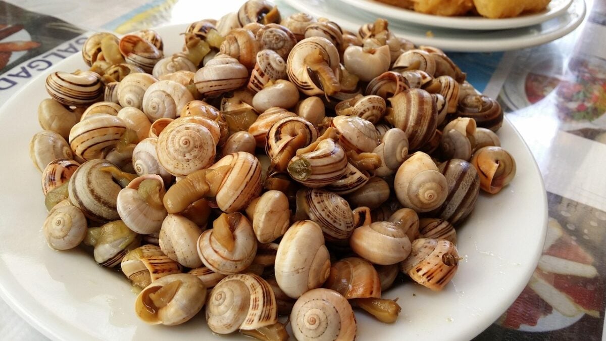 Lumache