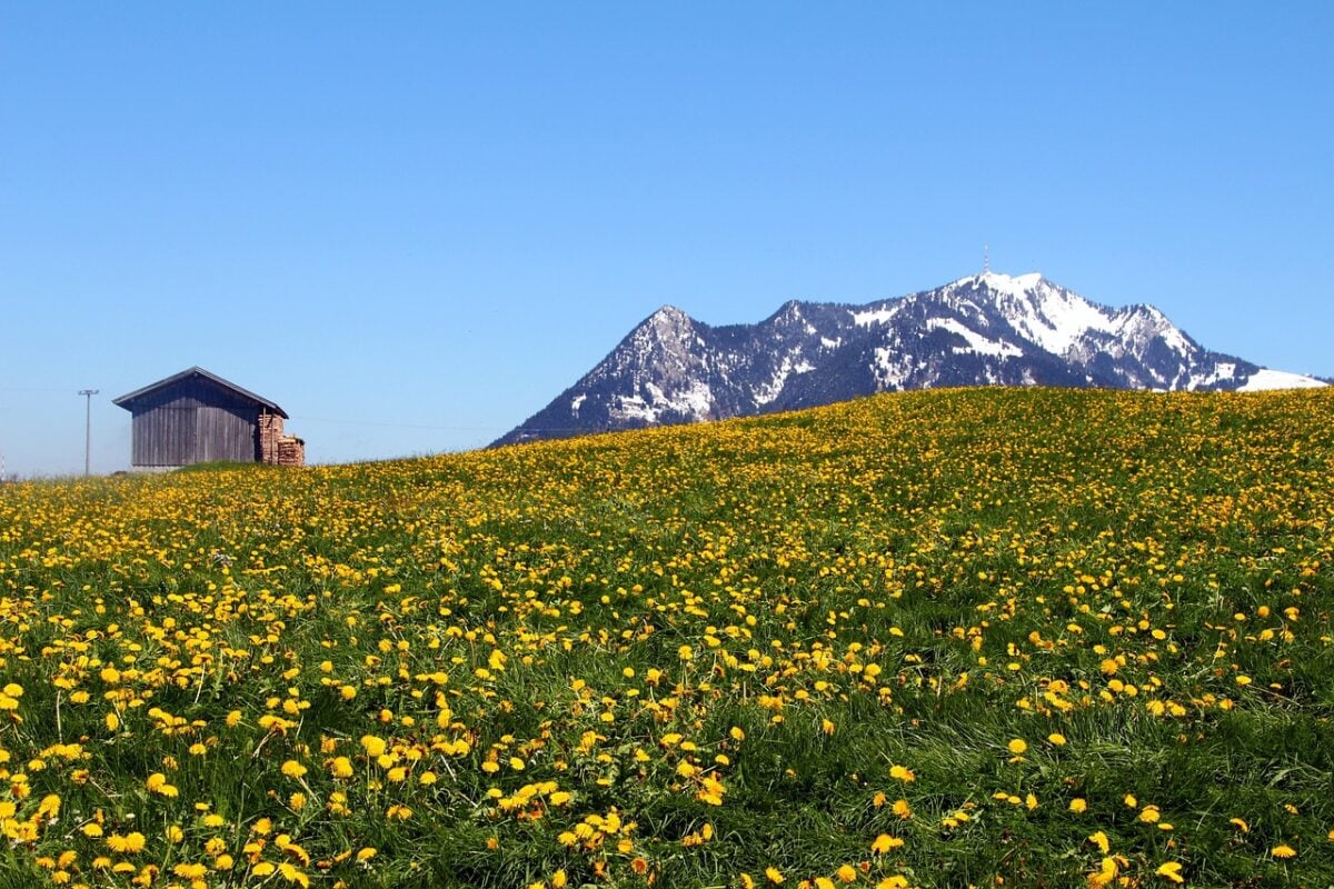 Alpi, Primavera
