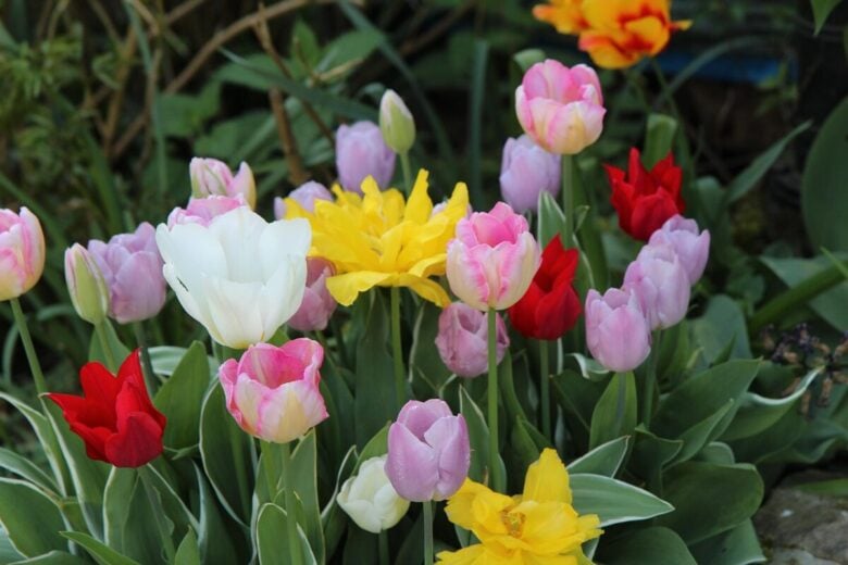 Campo di tulipani