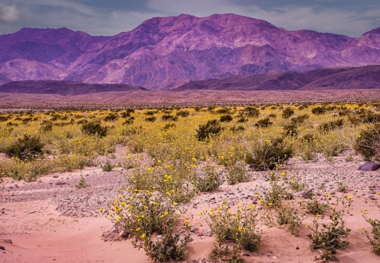 Death Valley Super Bloom