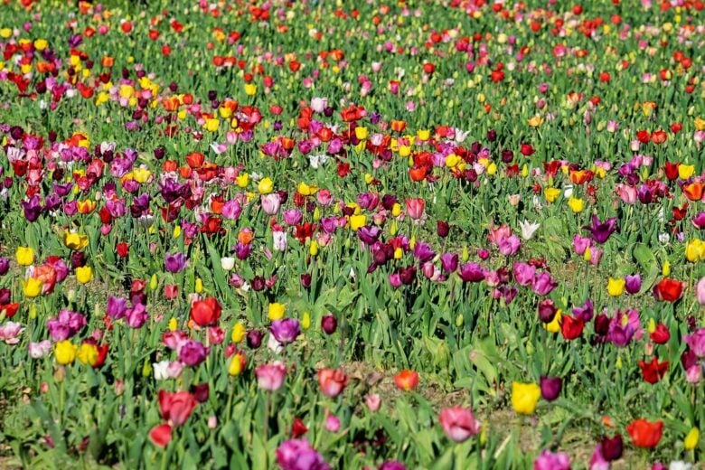 Fioritura tulipani