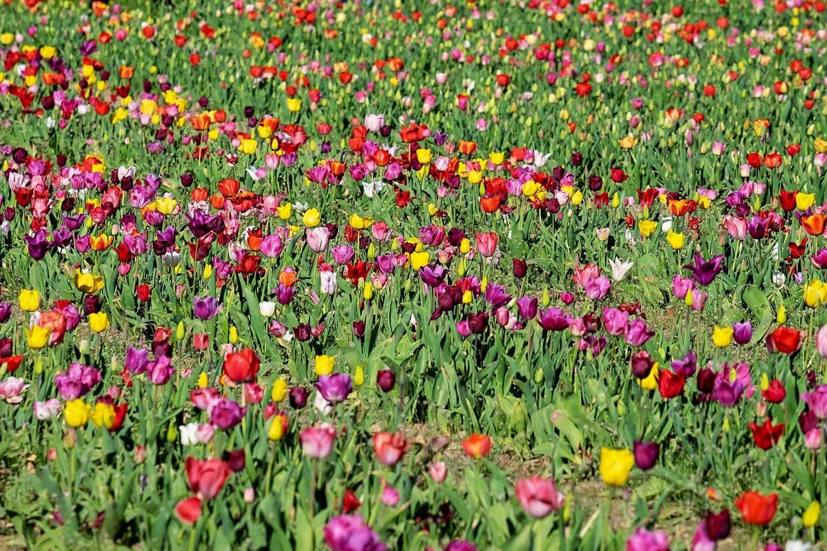 Video – Fioritura dei tulipani del Castello di Malpaga: quando, dove e info