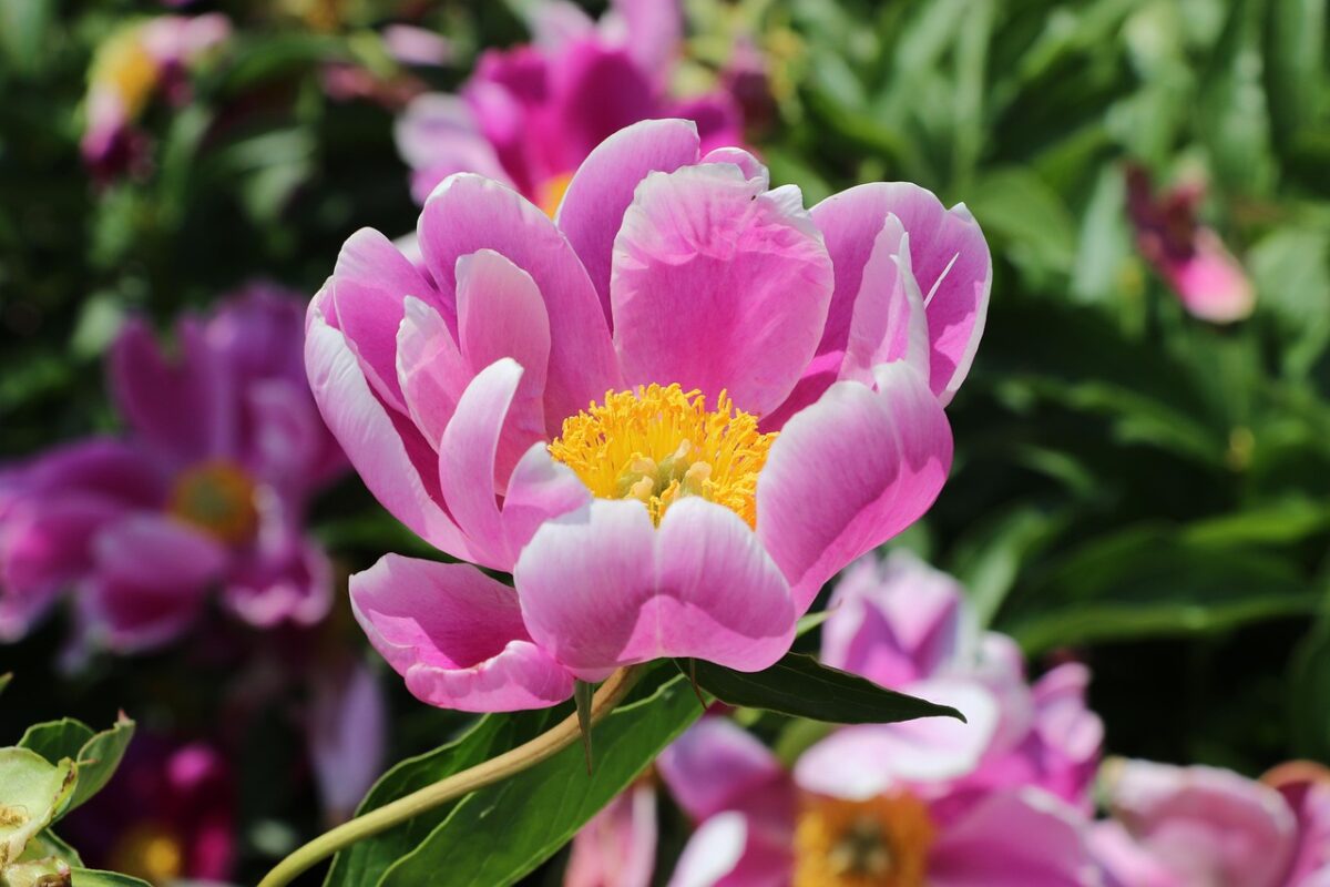 peonie campo pick up
