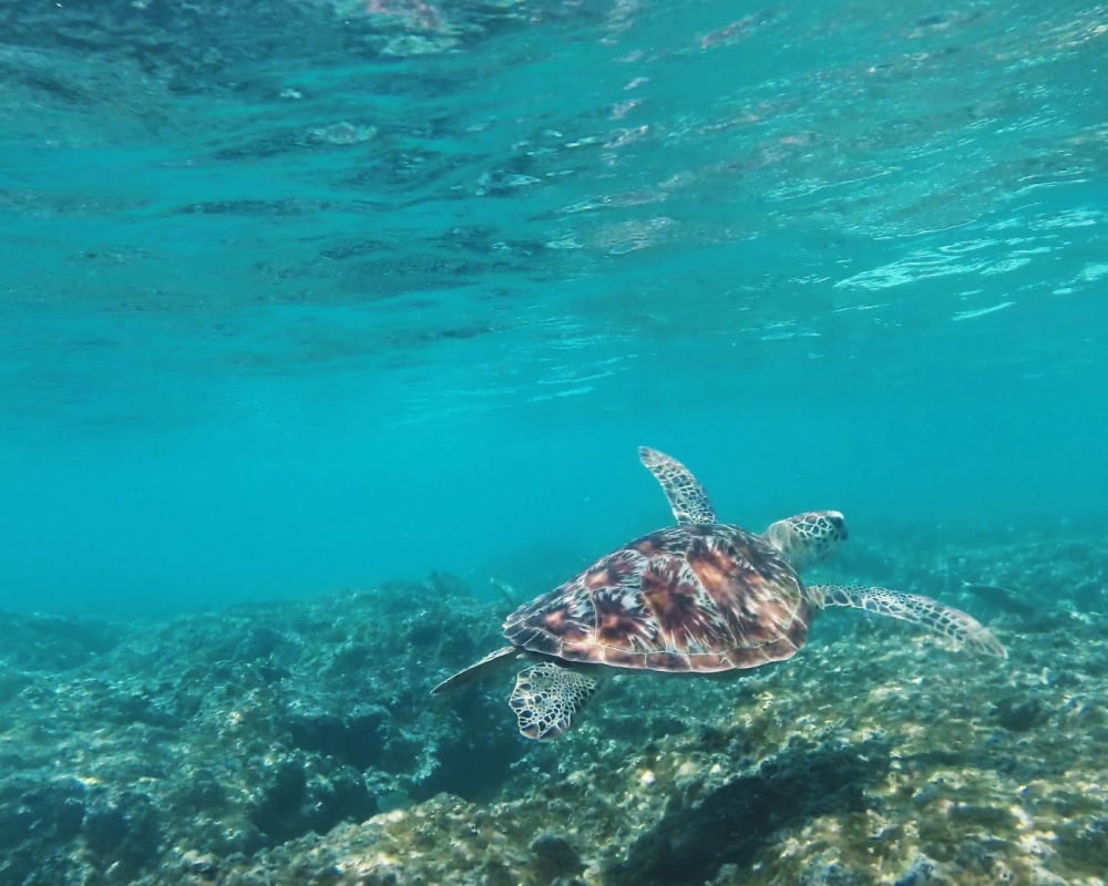 Snorkeling Snorkeling-tartaruga