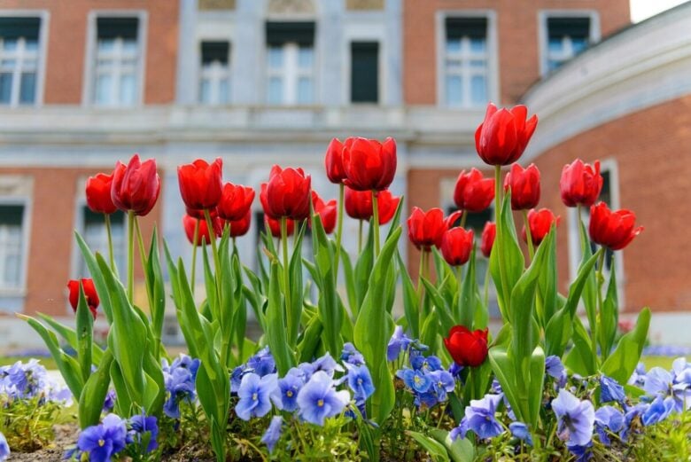 Tulipani in fiore