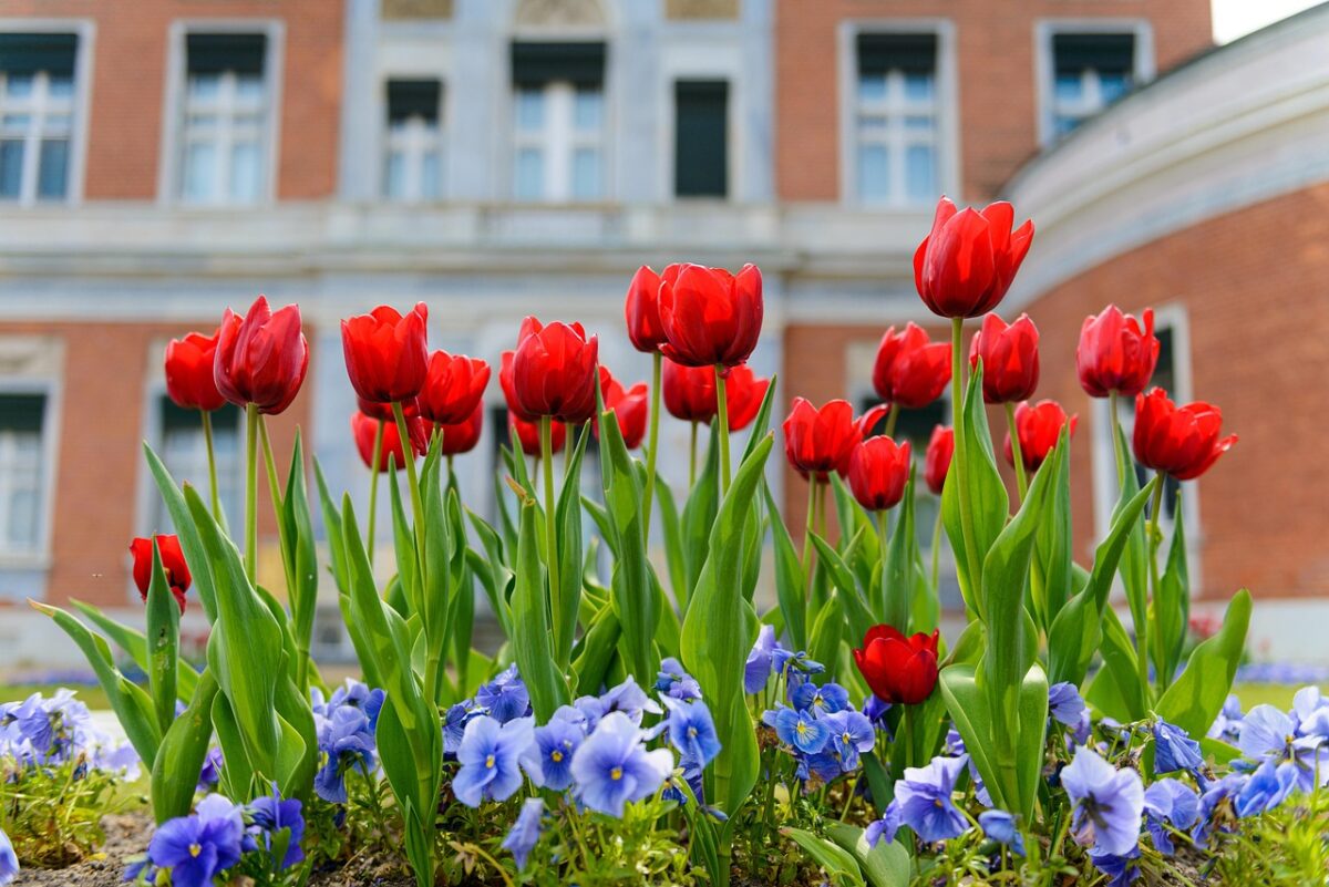 Tulipani in fiore