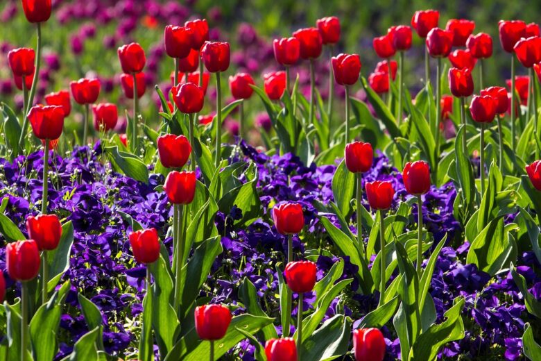 tulipania you pick