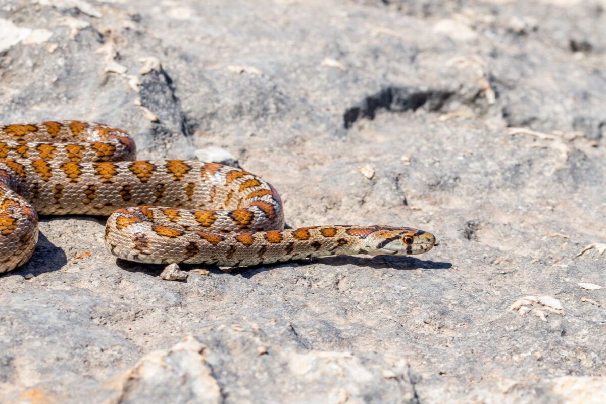 vipera aspis vipera aspis