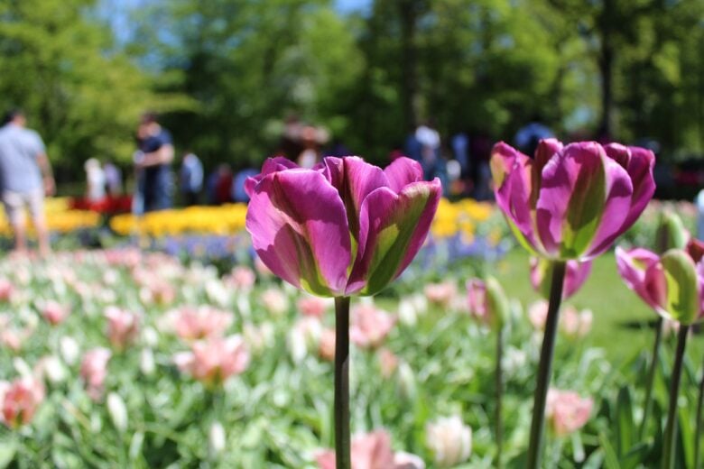 open day garden 2026