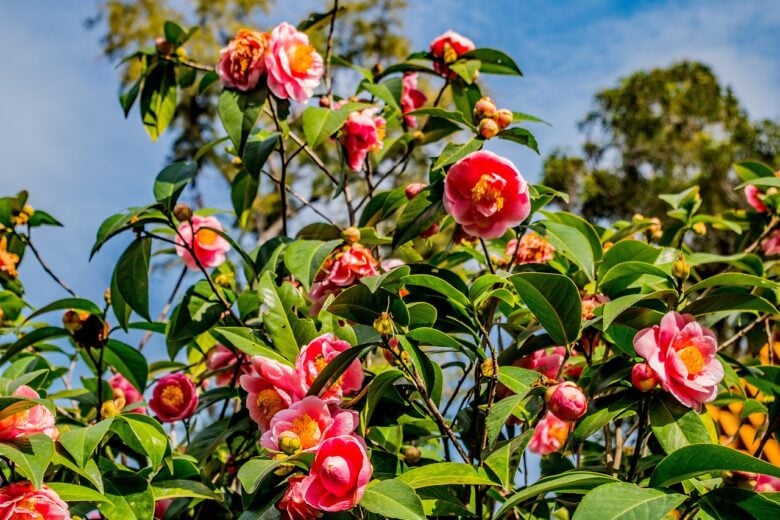 Camelie