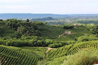 Il viaggio perfetto per chi ama il buon cibo: il turismo DOP conquista l’Italia