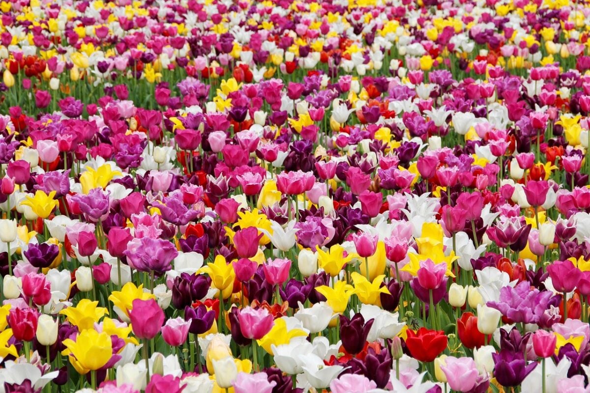 Tulipani,