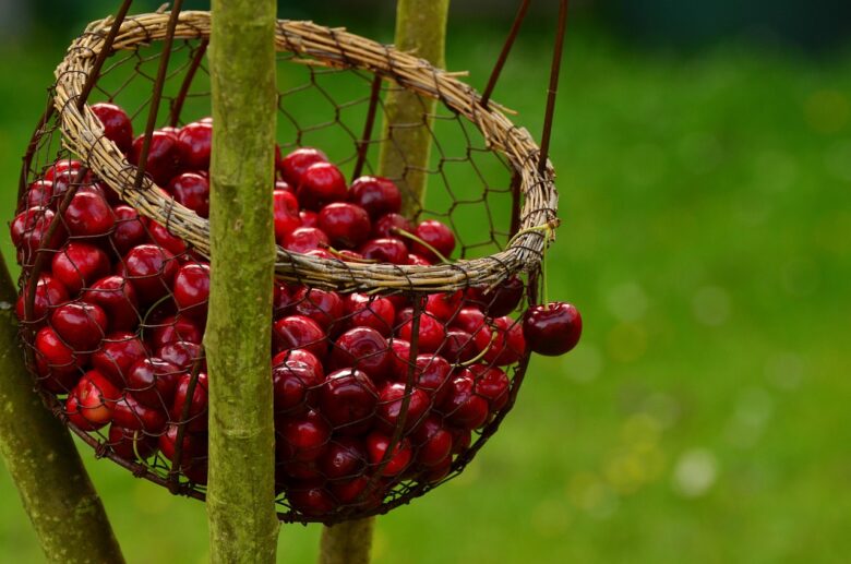 Ciliegie-nature-italy