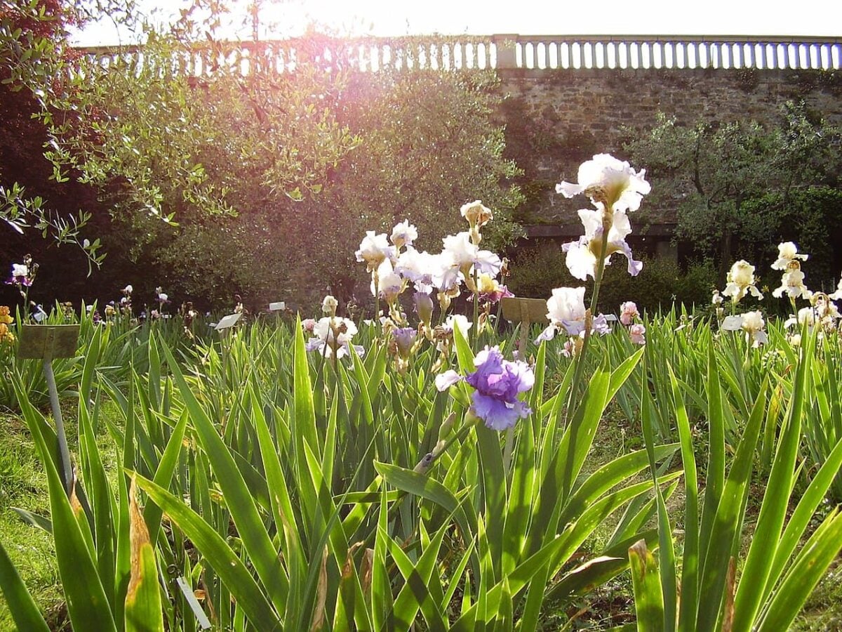 Cosa vedere nel Giardino dell’Iris 2026 Cosa vedere nel Giardino dell’Iris 2026