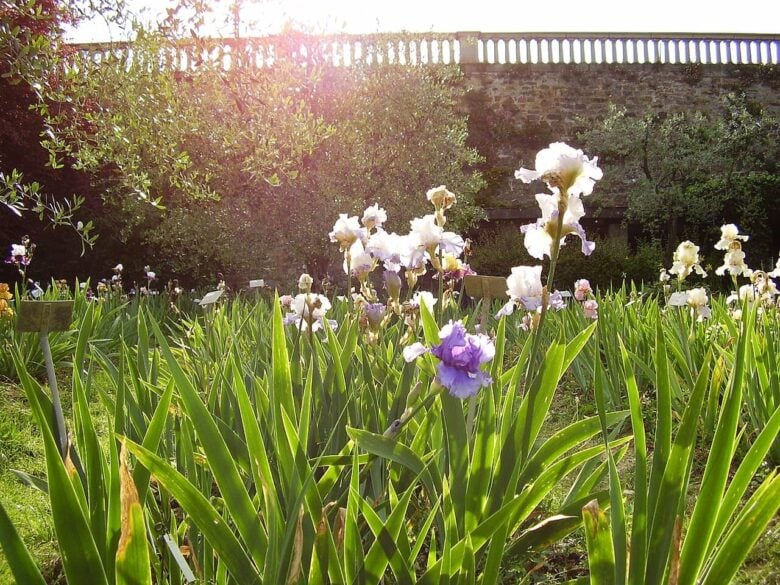 Cosa vedere nel Giardino dell'Iris 2026