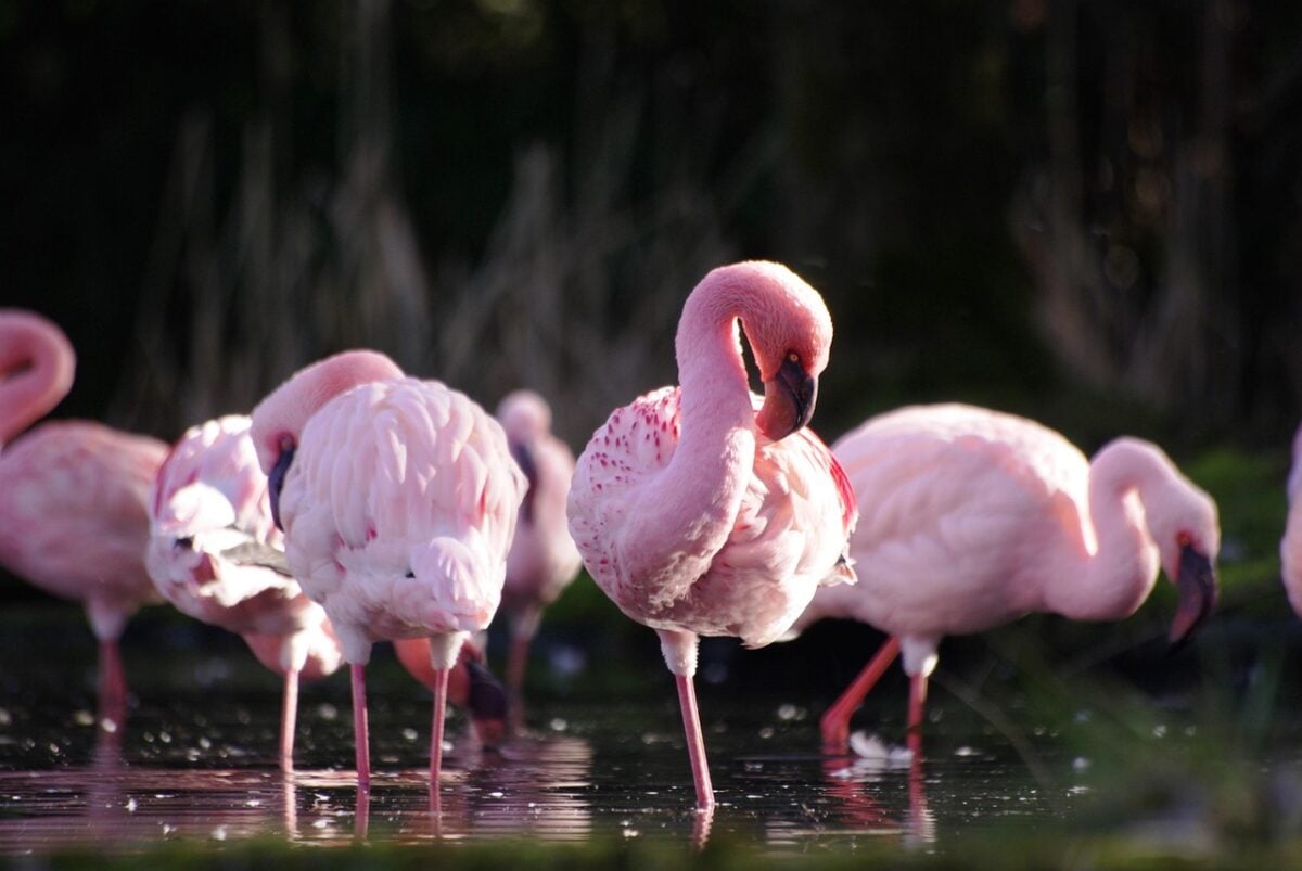 Fenicotteri, Rosa