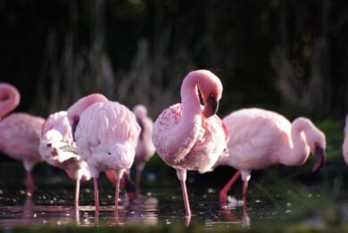 Acque color sangue e paesaggi irreali: il lago più inquietante dell’Africa