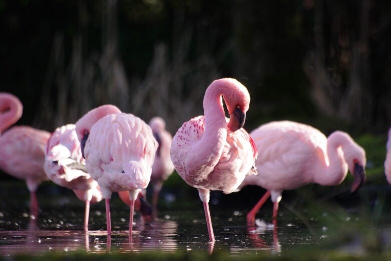 Fenicotteri, Rosa