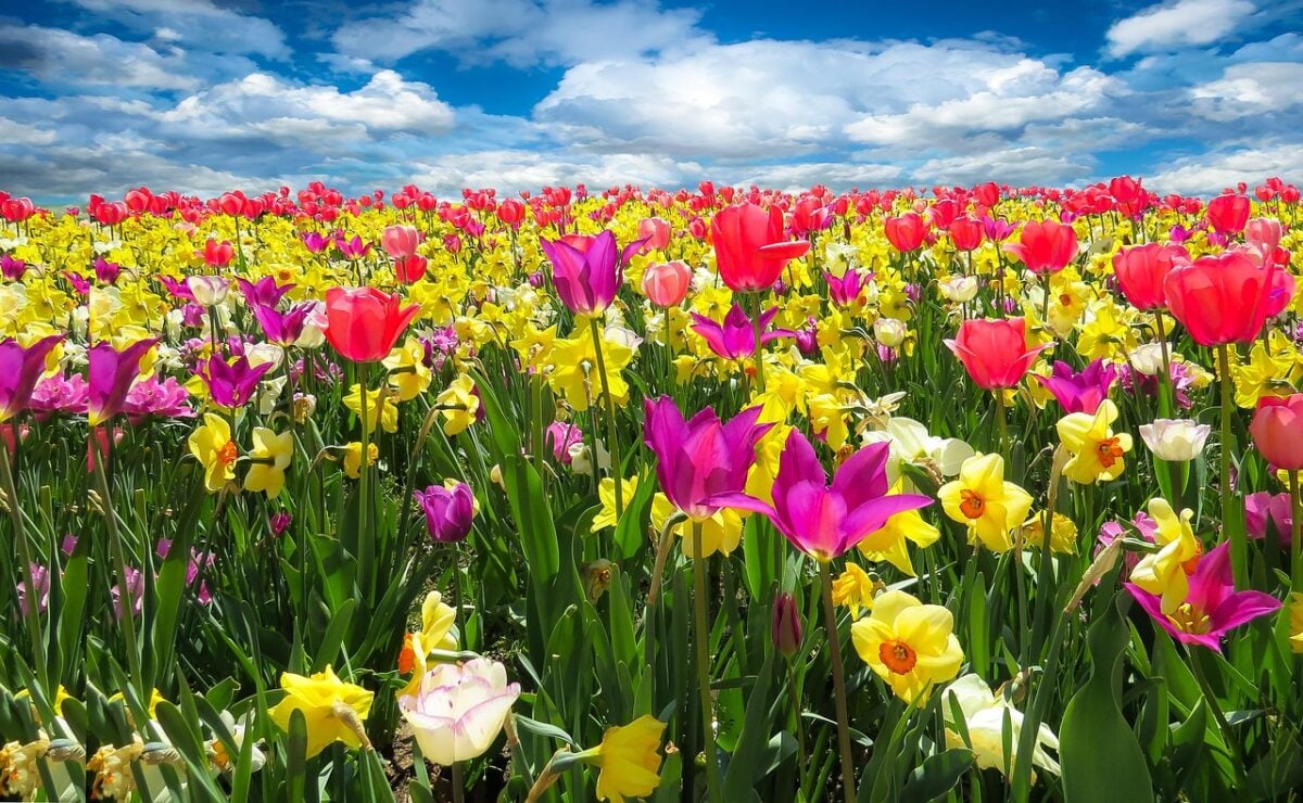 Fiori Fiori