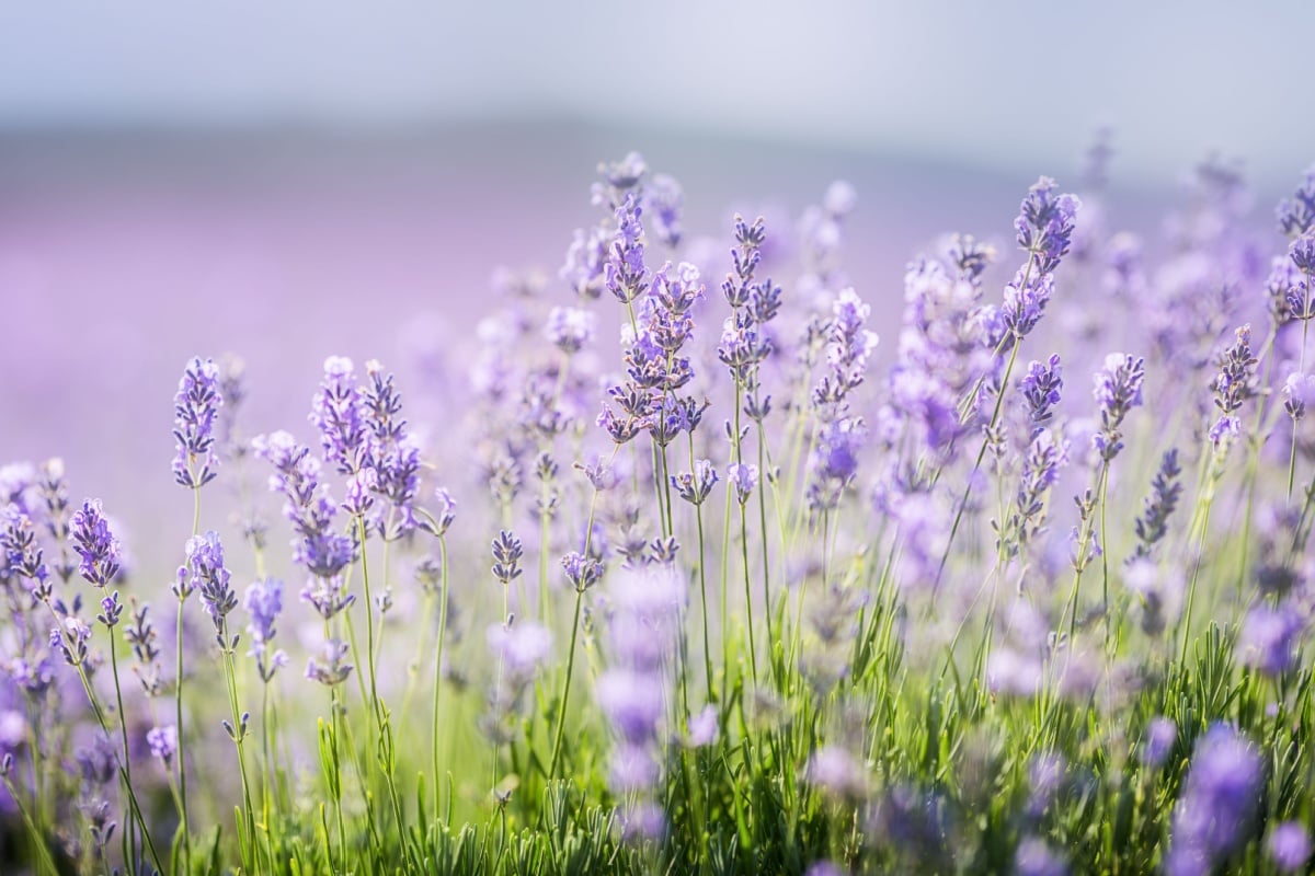 Fioritura lavanda Monferrato Fioritura lavanda Monferrato