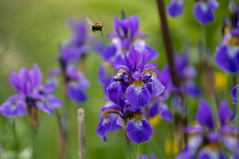 Iris