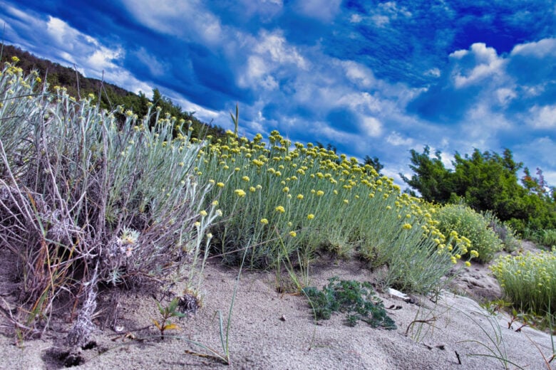 La natura di Marina di Vecchiano