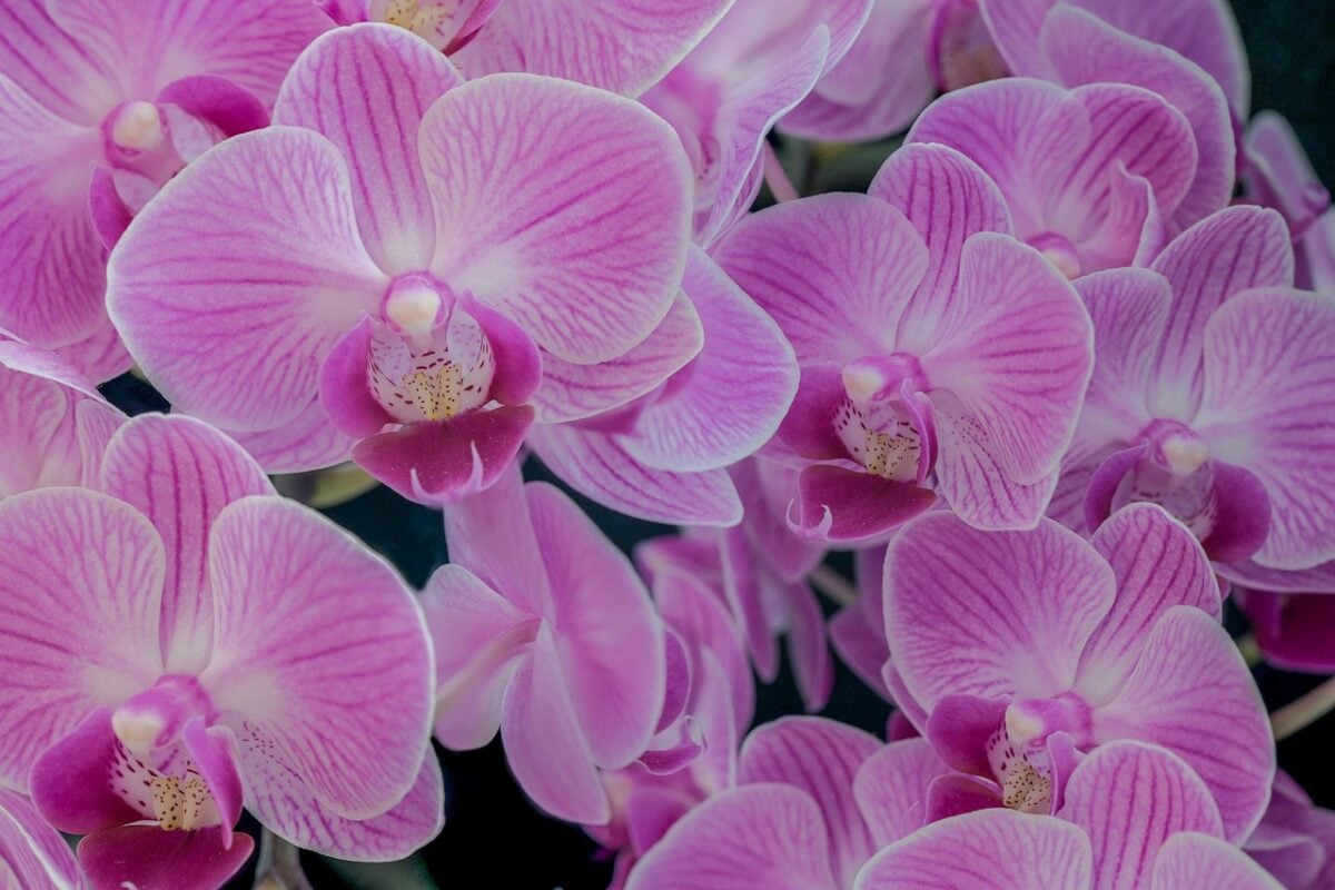 Orchidee Orchidee