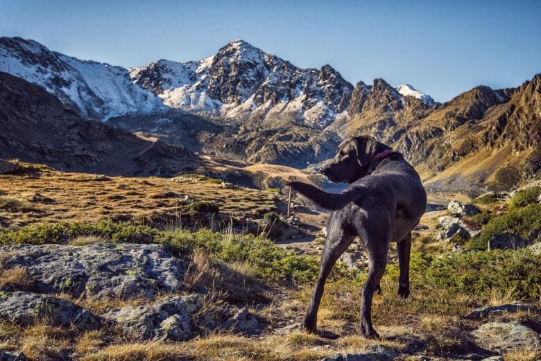 Vacanze, Cane