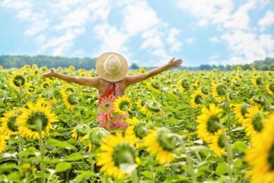 L’Italia si colora d’oro: torna lo spettacolo dei campi di girasoli in fiore