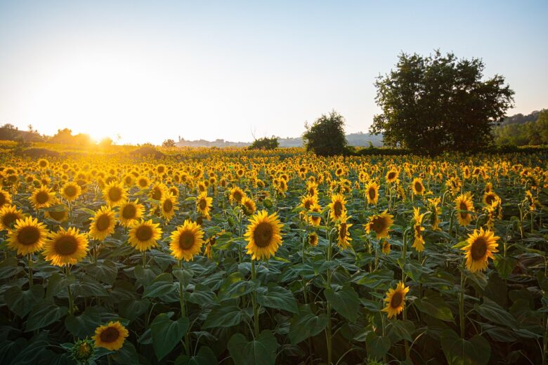 Girasoli