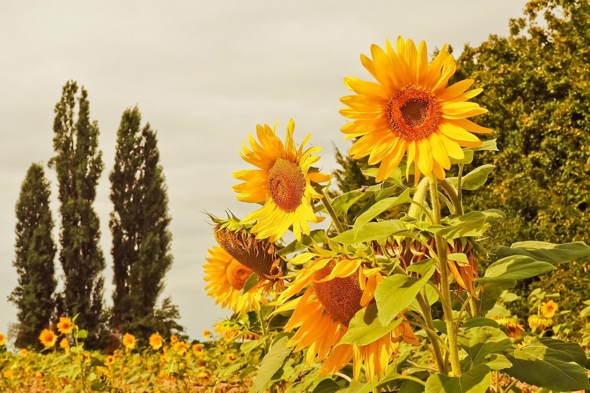 Girasoli Girasoli