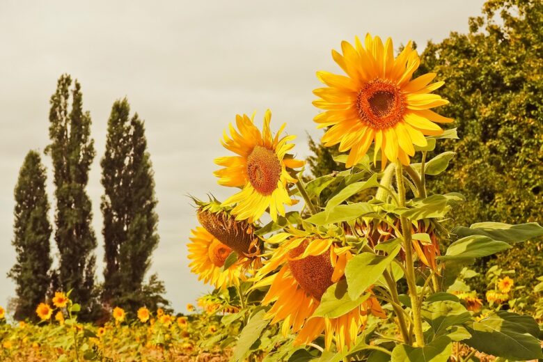 Girasoli