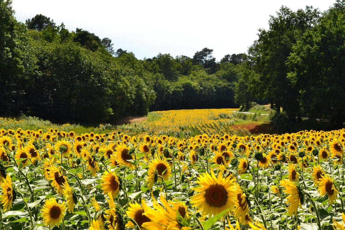 Girasoli Girasoli
