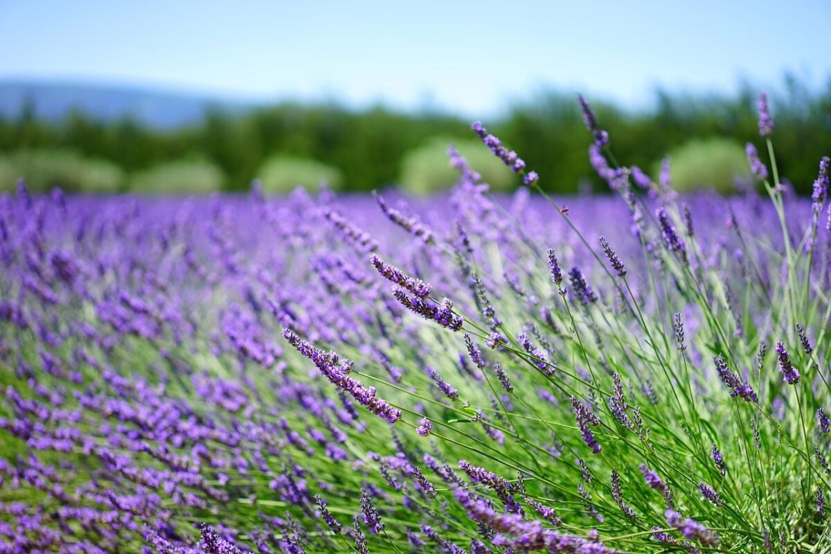 Lavanda Lavanda