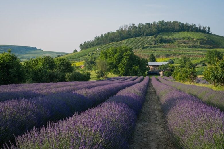 Lavanda