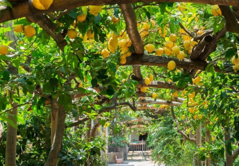 limoneti di sorrento