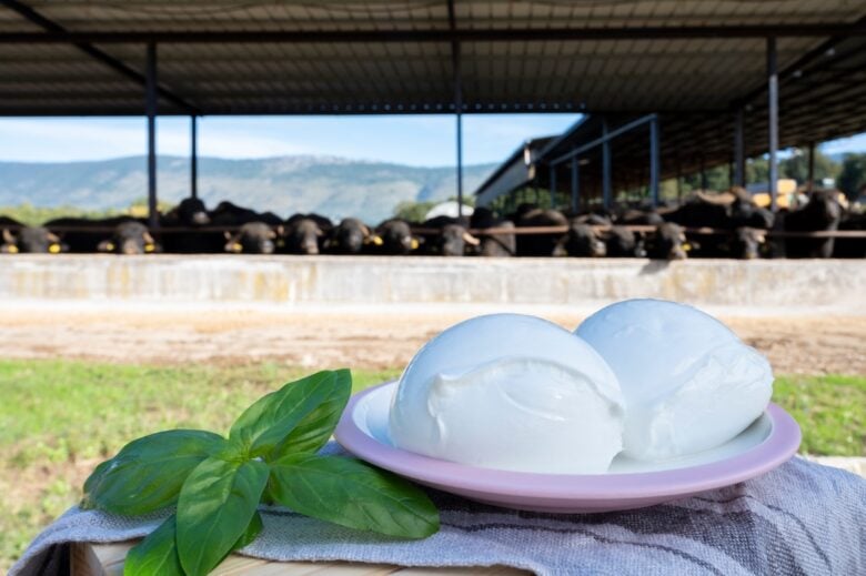 Mozzarella-di-bufala