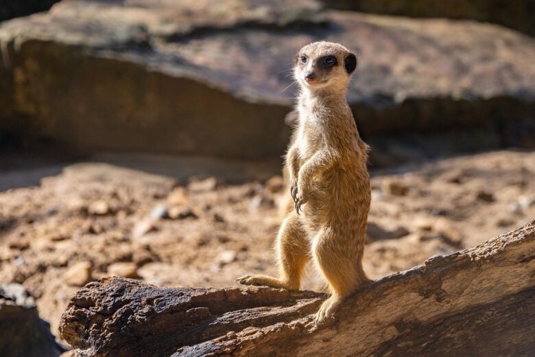 Zoo
