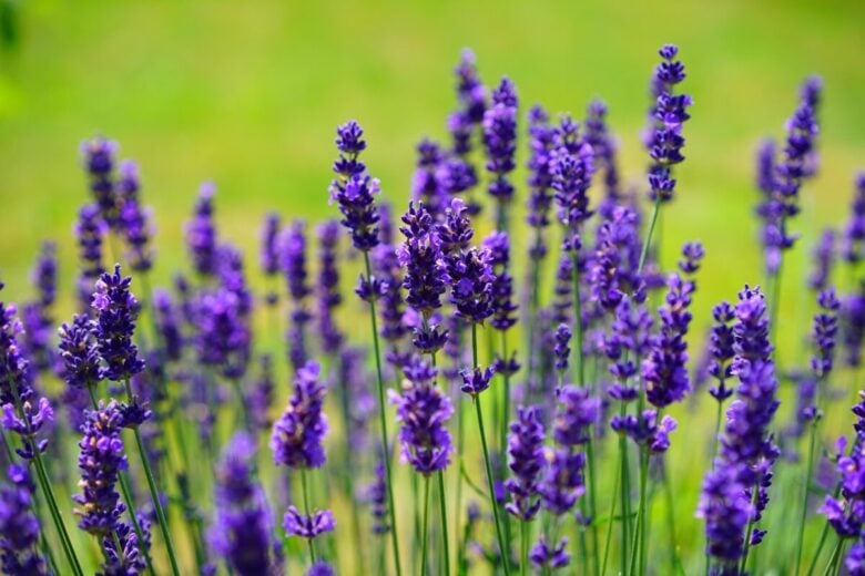 lavender, flowers, plants, field, purple flowers, lavandula angustifolia, lavandula officinalis, lavandula vera, lamiaceae, inflorescence, bloom, blossom, flora, lavender field, flower wallpaper, beautiful flowers, wildflowers, lavender flowers, medicinal plant, flower background, aromatic, fragrance, fragrant, summer flowers, garden flowers, summer, botany, decorative, garden, meadow, flower meadow, lavender meadow, nature