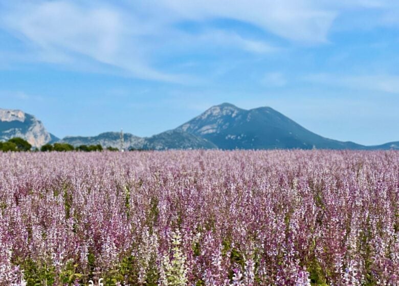 A breathtaking lavender field stretches towards a majestic mountain backdrop under a clear blue sky in Provence, France.