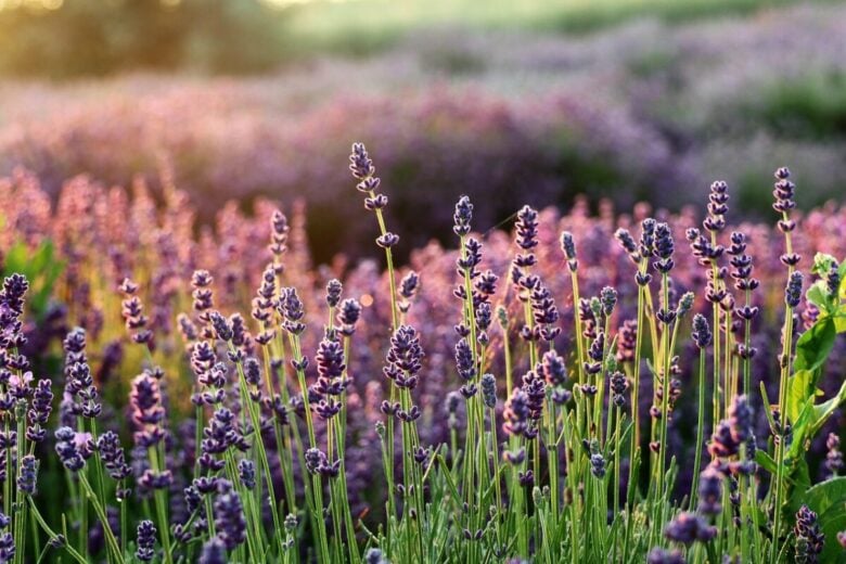 lavender, the smell of, flowers, lavender fields, flower wallpaper, purple flowers, flower background, flower, beautiful flowers, flora, lavender garden, nature