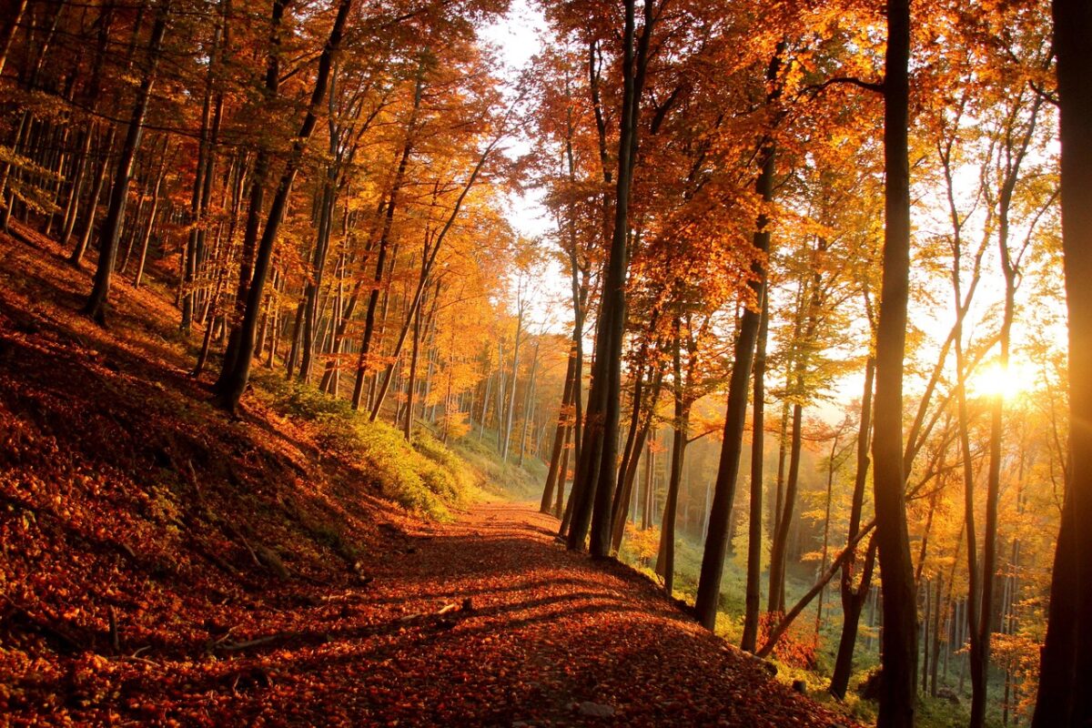 Bosco, Autunno