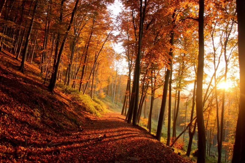 Bosco, Autunno
