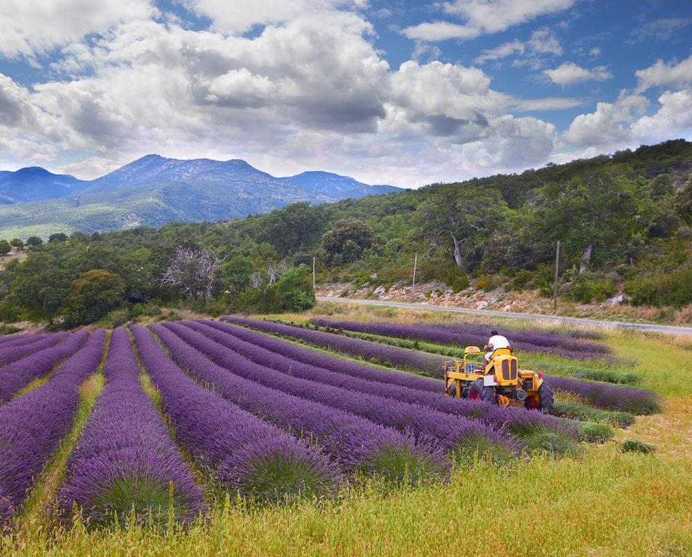 Campo di Lavanda Campo di Lavanda