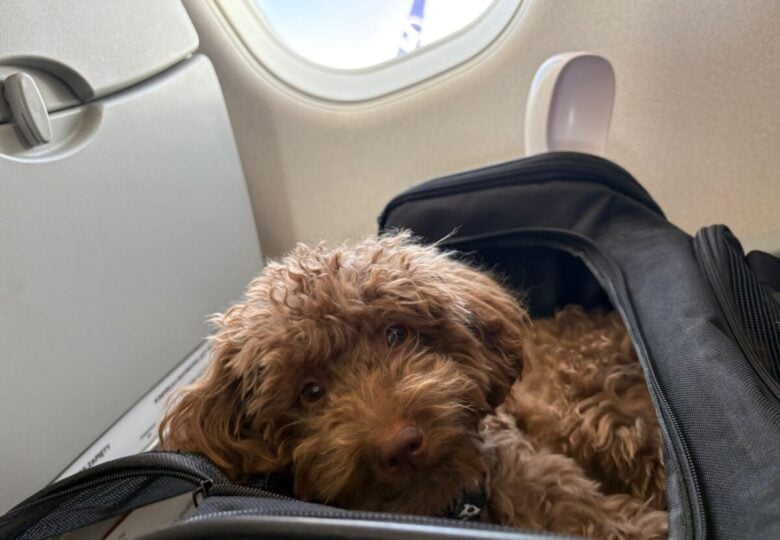 cane aereo