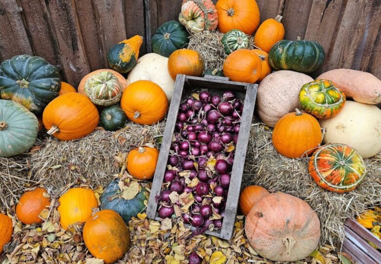 Festa d'Autunno 2026 – Festa della Cipolla Rossa e della Zucca