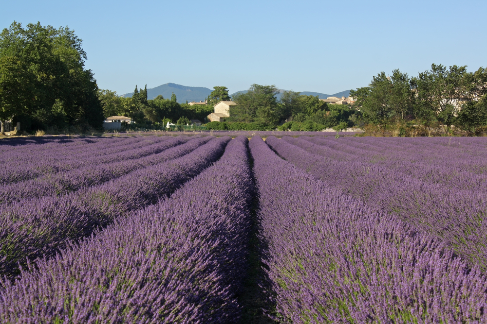 Filari di Lavanda Filari di Lavanda