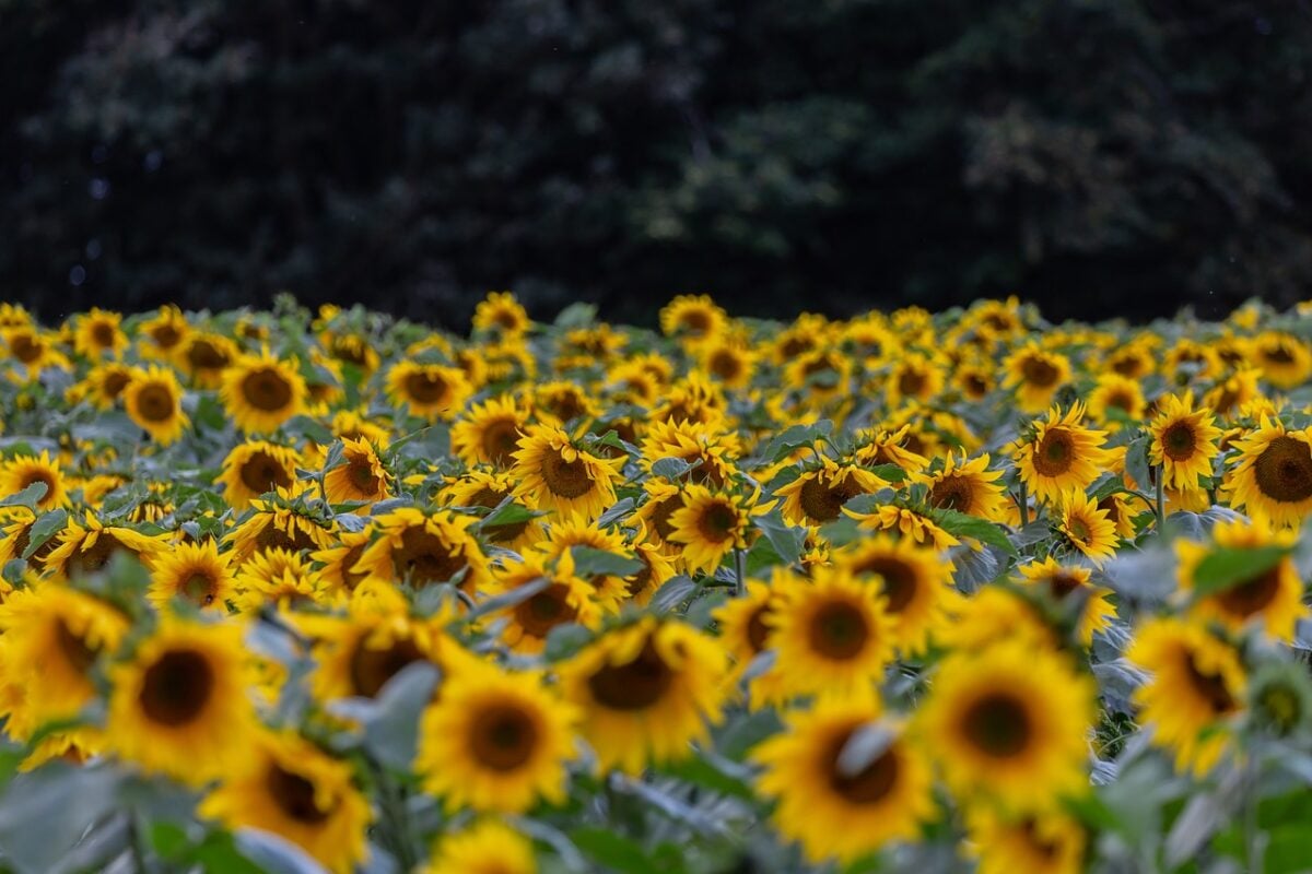 Girasoli Girasoli